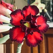 Адениум IMG_2639.jpeg