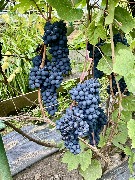 1 IMG_3953.jpg