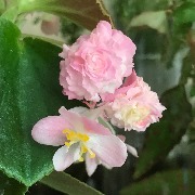 Бегония IMG_9774.jpeg