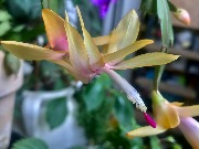 кактус IMG_1334.jpeg