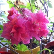 Бугенвиллия IMG_0395.JPG