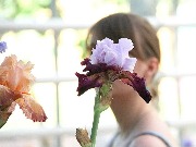 Ирис Снимок