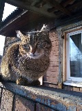 Викина кошка 
Фото Шеметовой Виктории, 13 лет, ученицы МБОУ города Иркутска СОШ №67