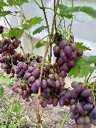1 IMG_3992.jpg