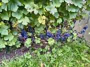 1 IMG_3967.jpg