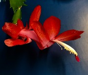 кактусы IMG_3609.jpeg