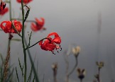 7IMG_2425.jpg