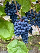 1 IMG_3961.jpg