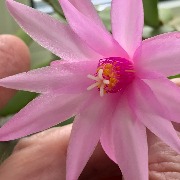 кактусы IMG_0847.jpeg