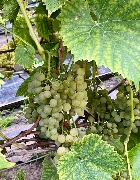 1 IMG_3960.jpg