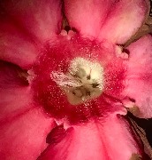 Адениум IMG_9295.jpeg