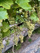 1 IMG_3956.jpg