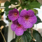 Ахименес IMG_1533.jpeg