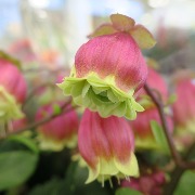 кактусы IMG_9992.JPG