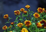 7IMG_2353.jpg