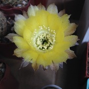 кактус IMG_6636.JPG