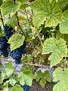 1 IMG_3954.jpg