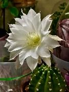 кактусы IMG_3553.jpeg