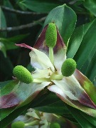 Ботсад Лондона