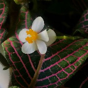 бегония IMG_8581.jpeg