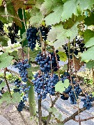 1 IMG_3955.jpg