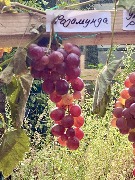 1 IMG_3785.jpg
