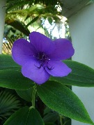 Ботсад Лондона PIC_3882.JPG