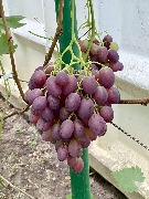 1 IMG_3988.jpg