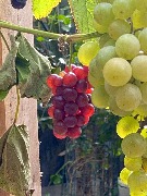 1 IMG_3787.jpg