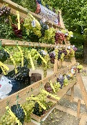 1 IMG_3784.jpg