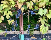 1 IMG_3934.jpg