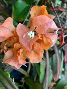 Бугенвиллия IMG_9342.jpeg