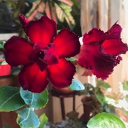 Адениум 2 цв