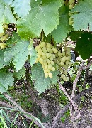 1 IMG_3966.jpg