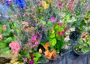 Бугенвиллия IMG_0907.jpeg