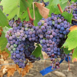 prazdnik-vinograda-s-degustaciei-proidet-20-sentjabrja-v-aptekarskom-ogorode-images-logos.jpg